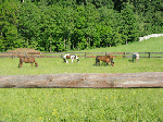 Graskoppeln